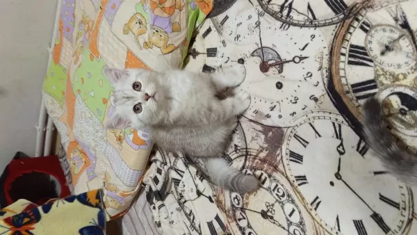 British Shorthair Ve British Golden Yavrularımız