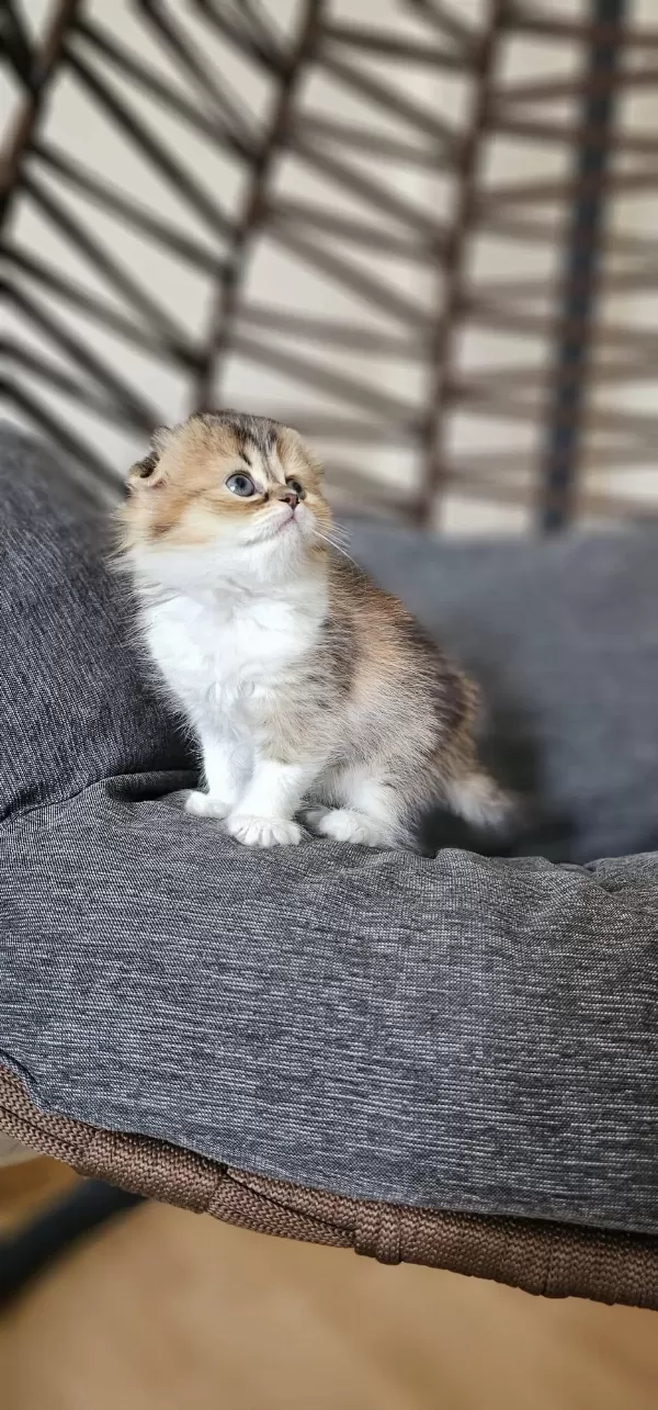 Scottish Fold Sevimli Yavrularim