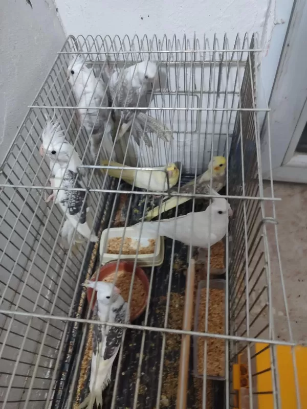 Yeni Yeme Düşmüş Sultanlar