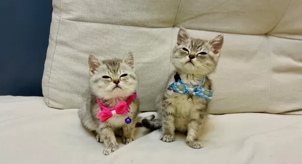 British Shorthair Yavru Kediler