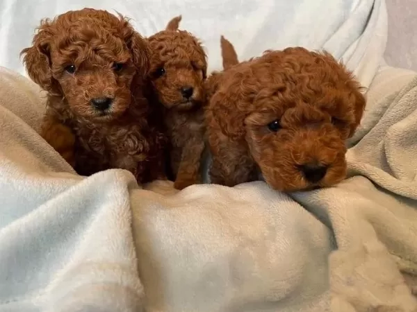 Evinizin Neşesi Olucak Toy Poodle Yavrular