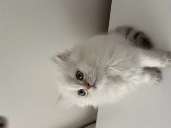 British Longhair Yavrular