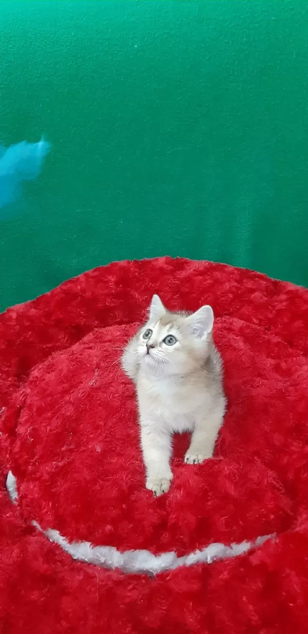 British Shorthair Sevimli Yavrumuz