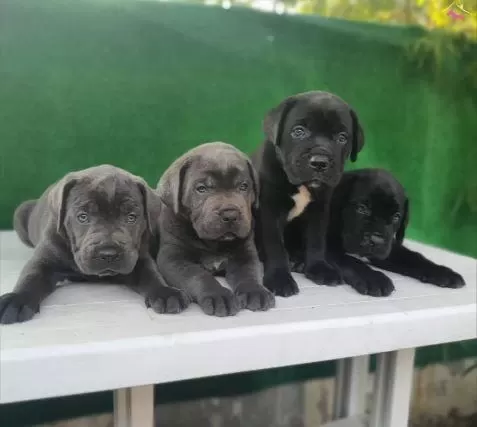 Elit Patiler Farkıyla Cane Corso Yavrular