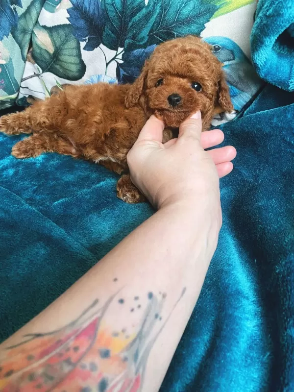 Wc Eğitimli 4 Aylık 500 Gr Micro Tea Cup Poodle