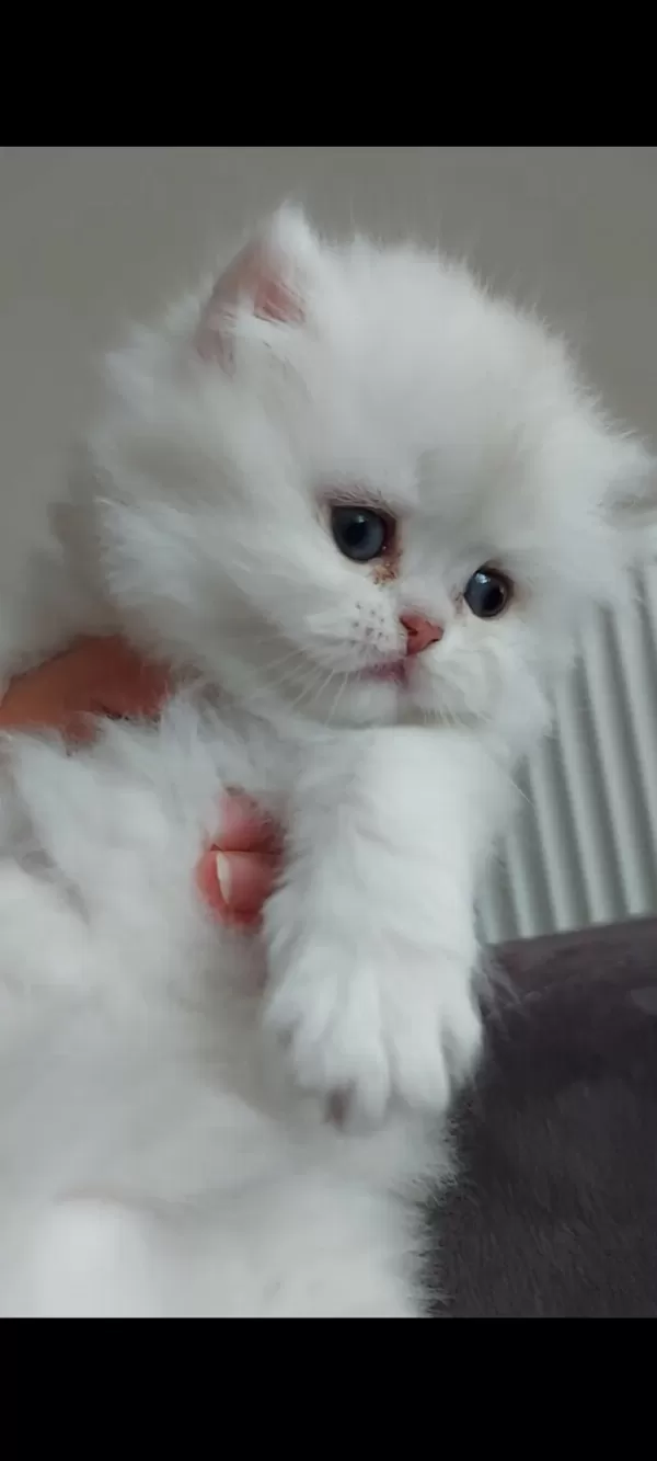 British Longhair Silver Erkek Yavrumuz