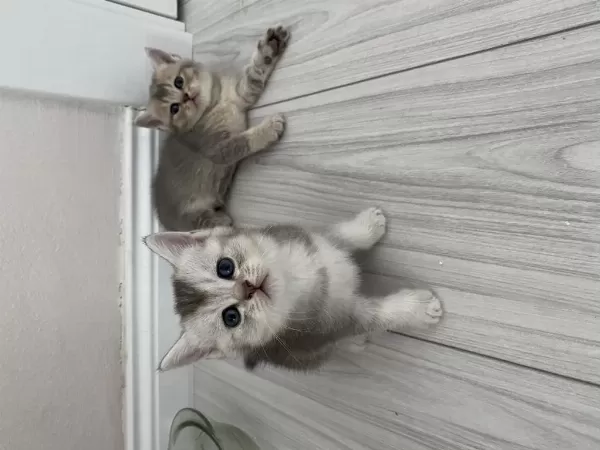 Scottish Fold Ve Scottish Straight Kediler İçin Ulaşın