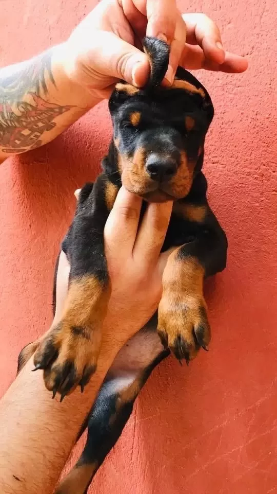 A Secereli Dobermanlar