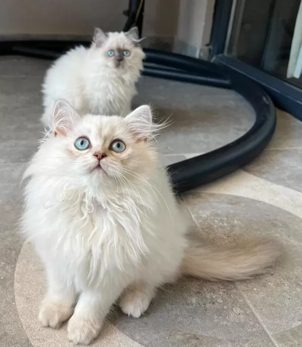 Mavi Gözlerin En Zarif Hali British Longhair