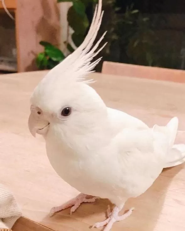 Harika Sultan Papağanlari