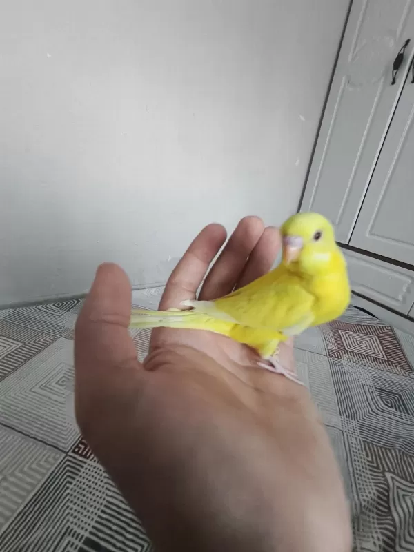 Satılık Yeni Yeme Düşmüş Muhabbet Kuşu