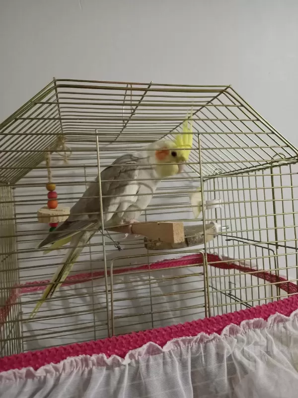 1 Yaşında Dişi Kızgınlıkta Sultan Papağanı