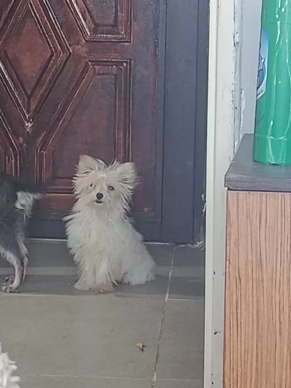 Tatlış Yorkshire Terrier Bebek