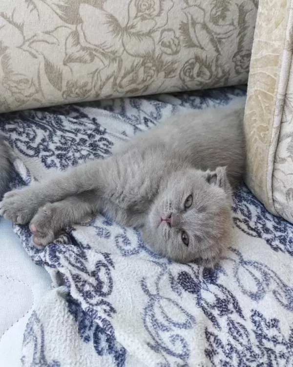 Scottish Fold 50 Günlük Yavrular
