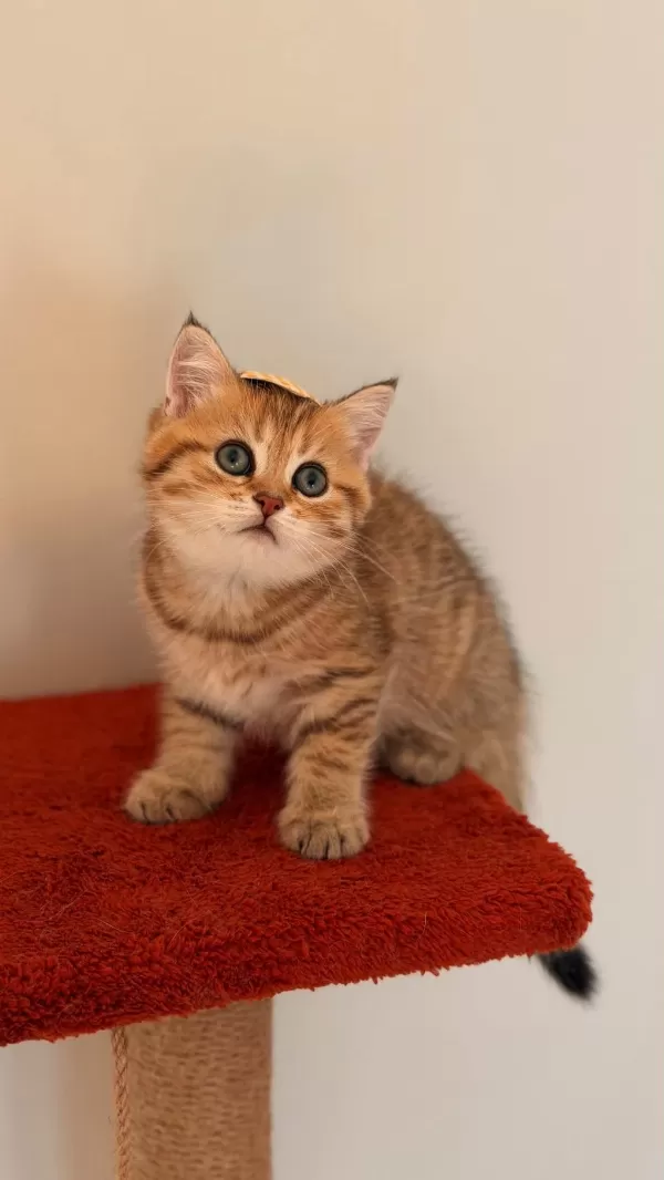 Black Golden Ticket British Shorthair