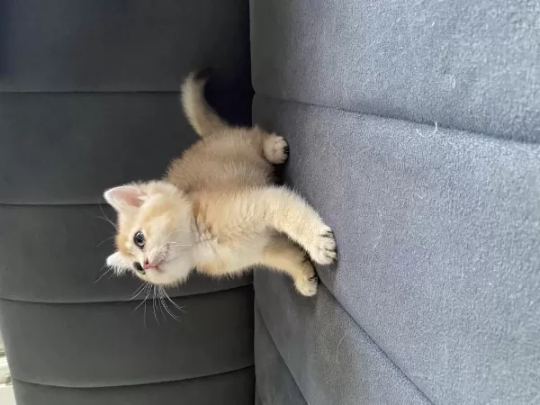 Ny12 Dişi British Shorthair Bebekler