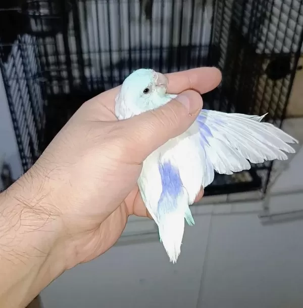 Hazır Takım Muhabbet Kuşları Rainbowlar