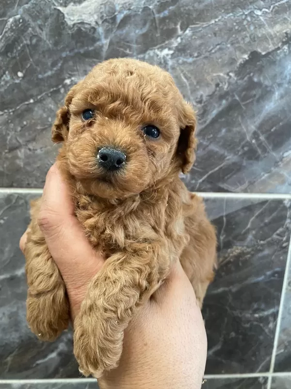 Orjinal Minyatür Toy Poodle