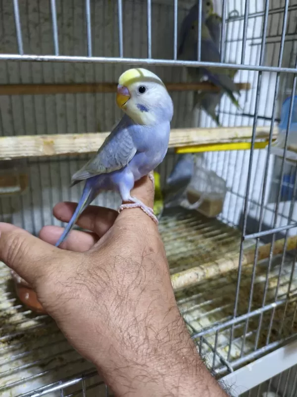 Ele Alıştırmalık Muhabbet Kuşlar