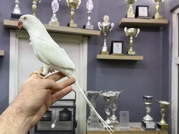 Evcil Beyaz Mutasyon Pakistan Papağanimiz