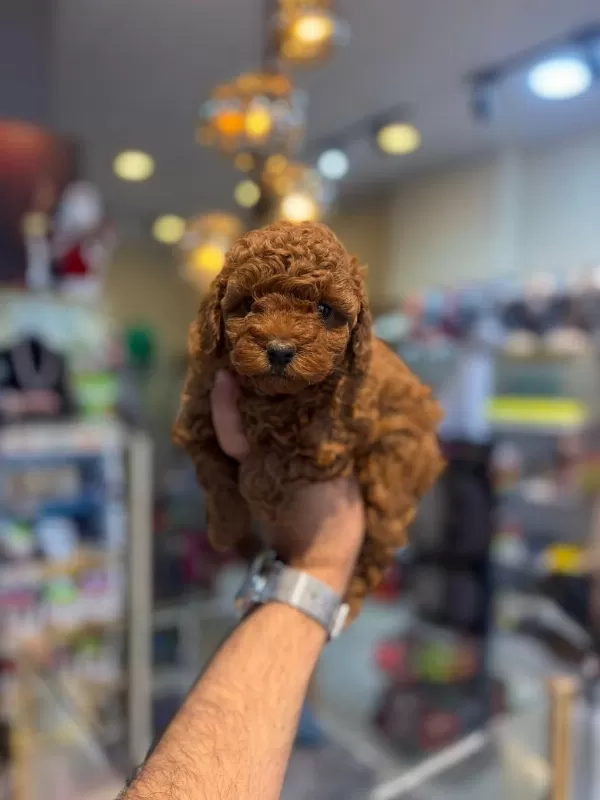 Sağlıklı Toy Poodle Minikler
