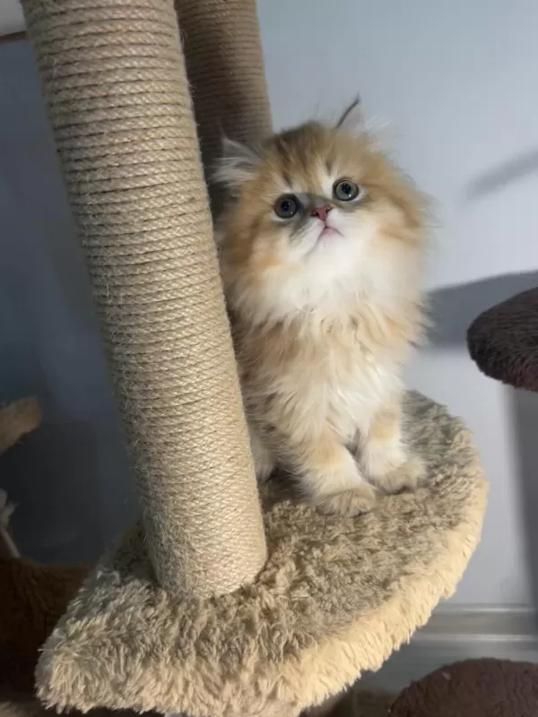 British Longhair Golden By12 Dişi