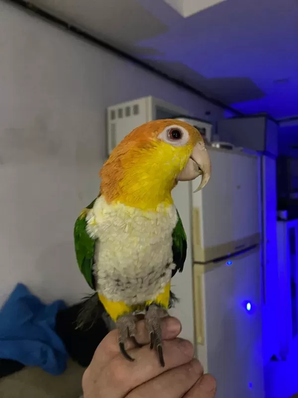 8 Aylık Caique Full Evcil