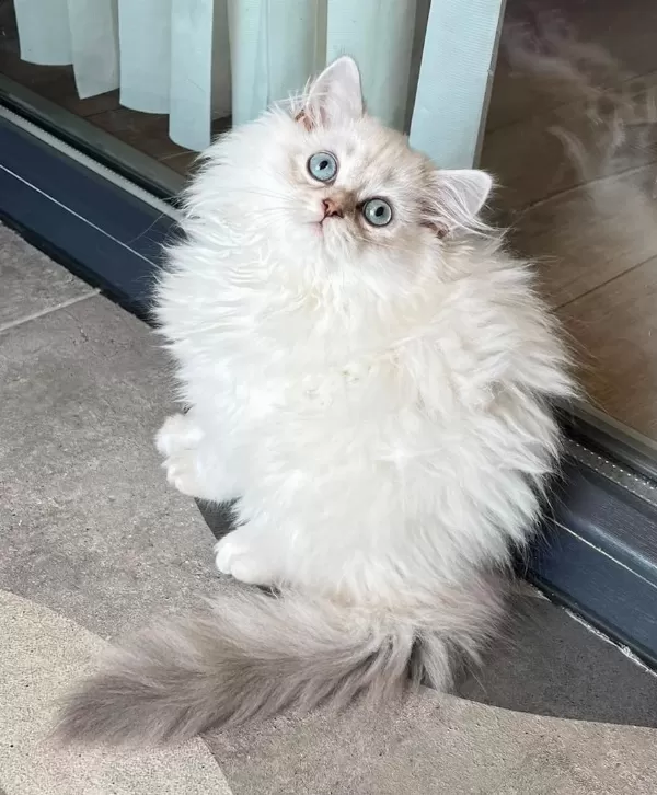 Mavi Gözlerin En Zarif Hali British Longhair