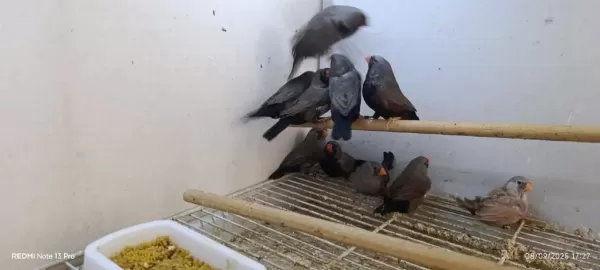 Chorcoal Takım Kuşlar
