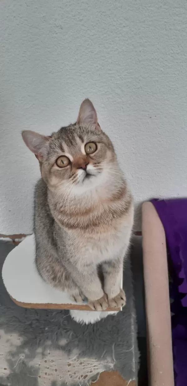British Shorthair Evcilmen Yavrumuz