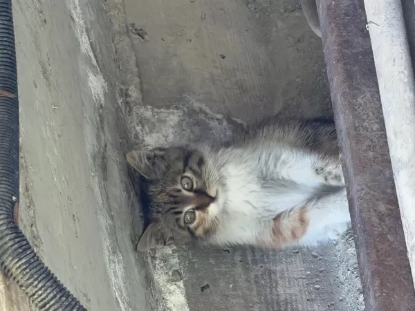 Acil Tekir Yavru Kedimiz