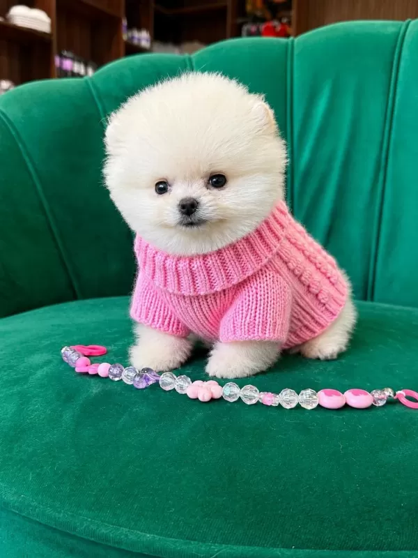 Orjinal Pomeranian Boo