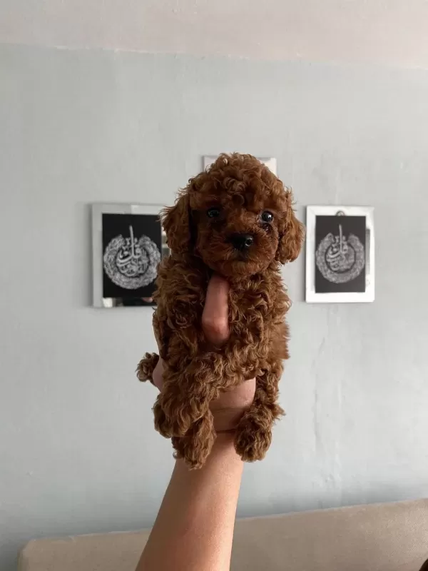 Toy Poodle Bebekler Orijinal