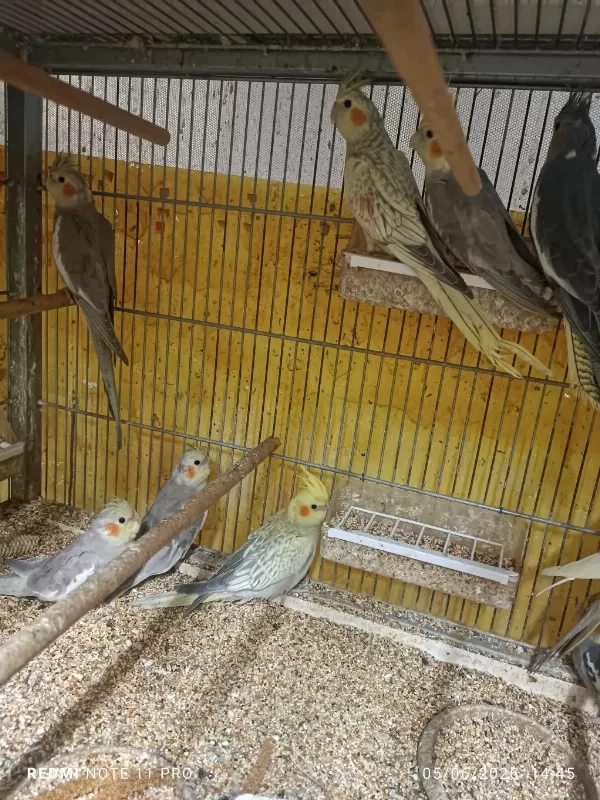 Hobiciden Bebek Sultan Papağanlar