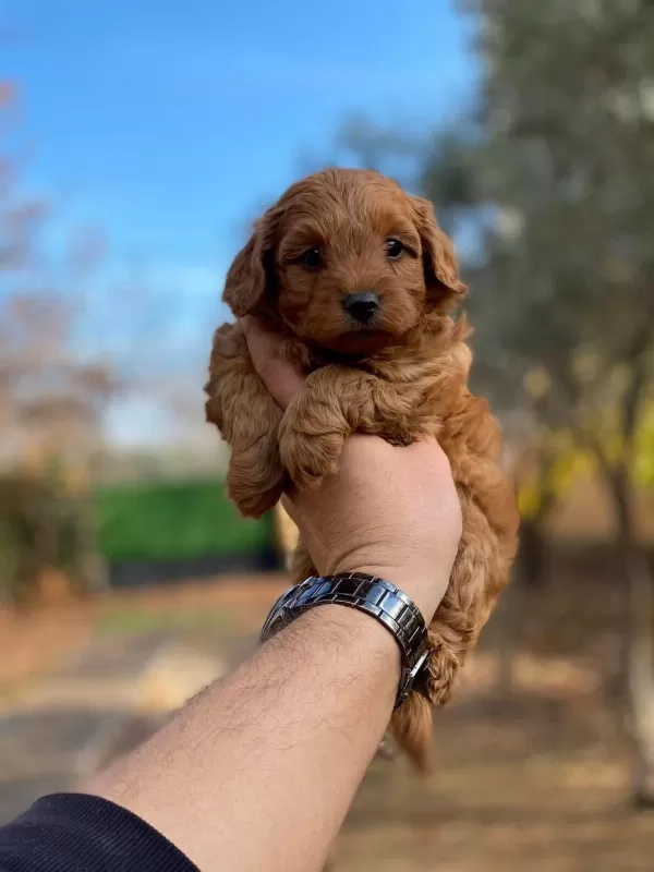 Sağlıklı Maltipoo Yavrumuz