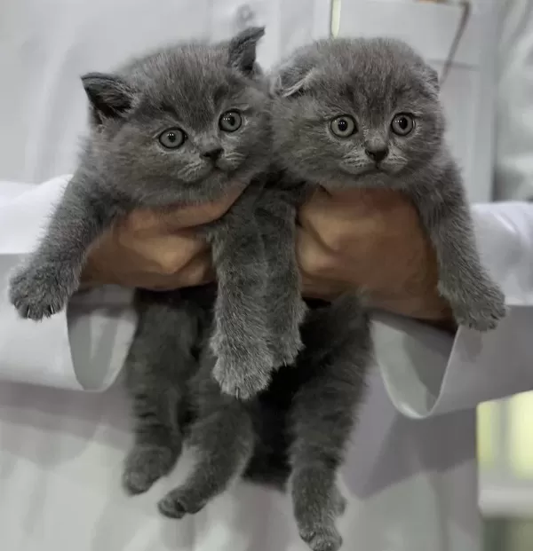 British Shorthair &amp; Scottish Fold Yavrularim