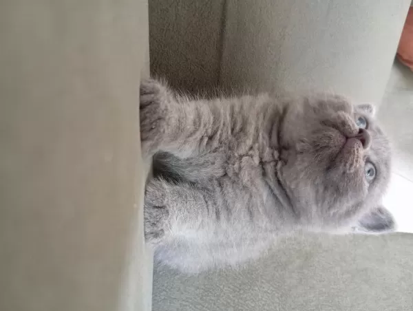 British Shorthair 2 Aylık Dişi