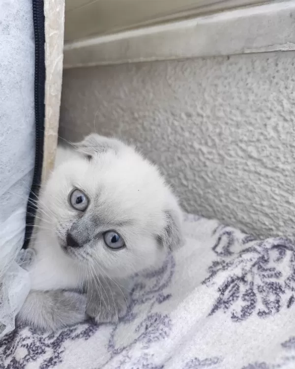 Scottish Fold 50 Günlük Yavrular
