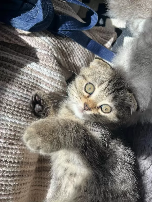 Scottish Fold Yuvarlak Yüz