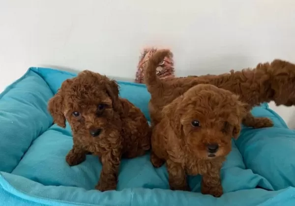 Küçük Boy Toy Poodle Değerlendirmeden Geçmeyin