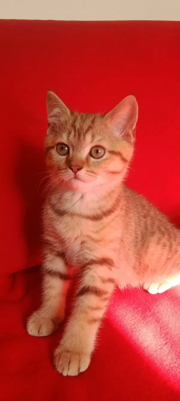 Harika İki Tatlı Kedimiz