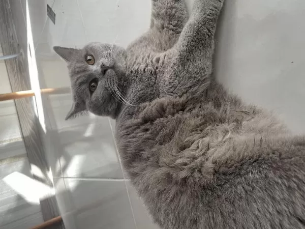 Ücretsiz Kısır British Shorthair Kedim