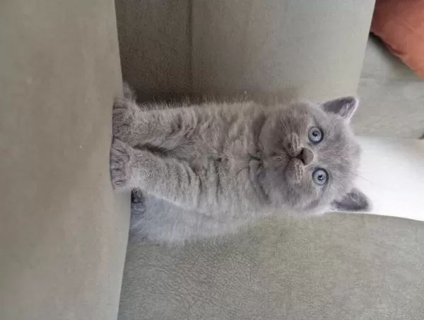 British Shorthair 2 Aylık Dişi