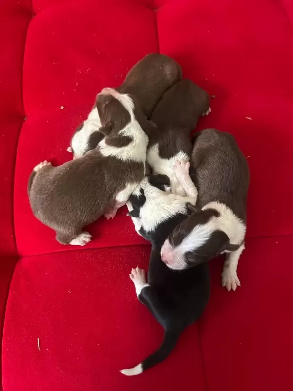 Şeker Köpekler Bunlar
