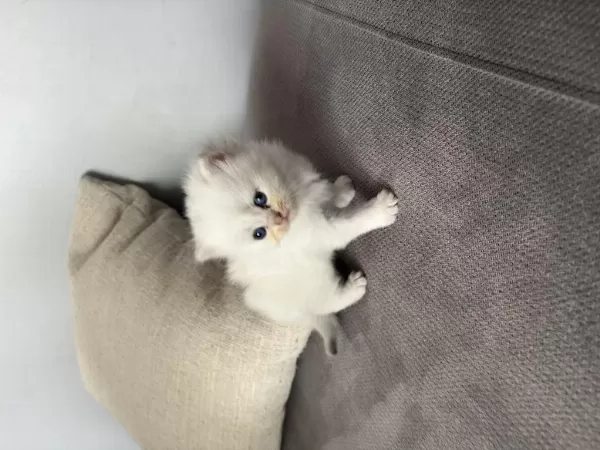 British Shorthair 40 Günlük Erkek Yavru