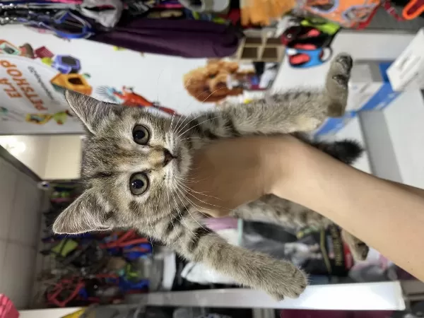 Silver Tabby 45 Günlük Yavrumuz