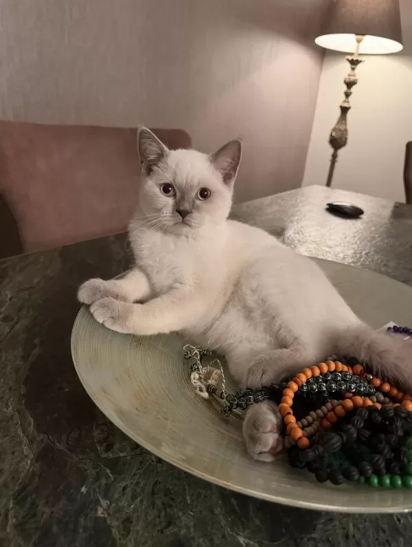2 Beyaz British Shorthair Blue Point Yavru