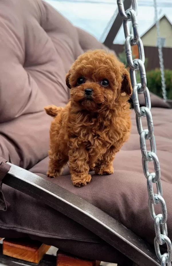 Kore Kan Toy Poodle Yavrular Kg Garantili Aşılı