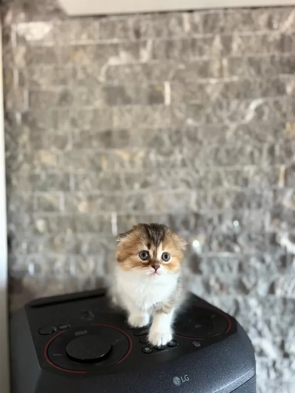 Scottish Fold Yavrularim