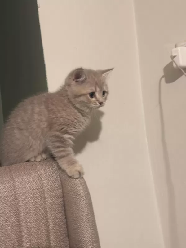 British Shorthair 3 Aylık Erkek